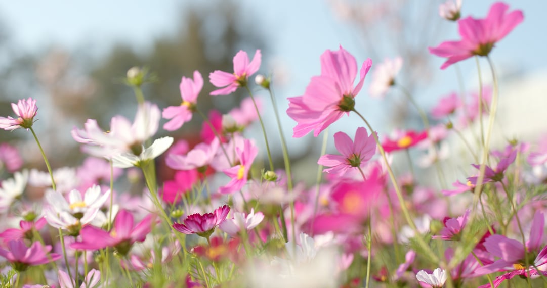 Cosmos Flower Field